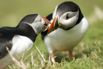 Puffin mates billing The Wildlife Trusts
