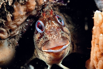 Tompot Blenny