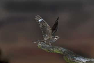 Nightjar alighting on perch, The Wildlife Trusts