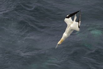 Gannet diving, The Wildlife Trusts