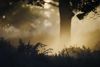 Oak woodland in gentle light at dawn, The Wildlife Trusts