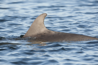 Dolphin dorsal fin breaking surface, The Wildlife Trusts