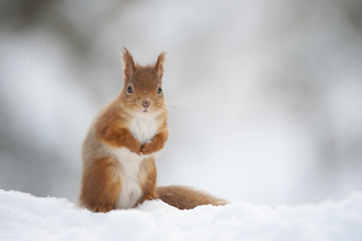 Red squirrel in snow