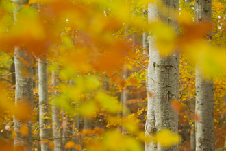 Common beech woodland in autumn, the Wildlife Trusts