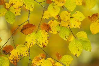 Beech woodland leaves in Autumn, The Wildlife Trusts