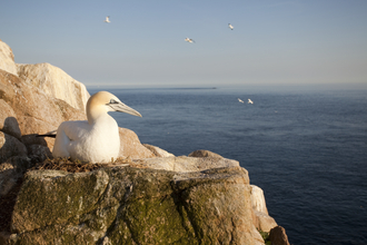 Gannet nesting on cliff, The Wildlife Trusts