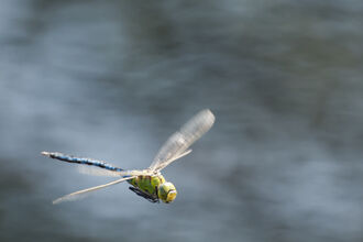 dragonfly wildlife trust