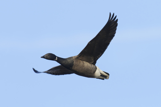 Dark-bellied brent goose flying against a blue sky, the Wildlife Trusts
