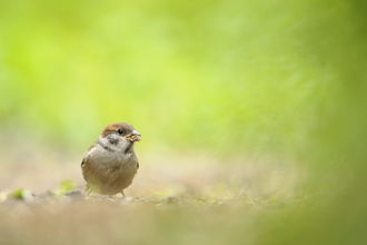 Tree Sparrow fledgling foraging for food in a field, The Wildlife Trusts