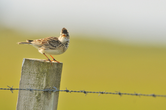 Skylark on post, The Wildlife Trusts