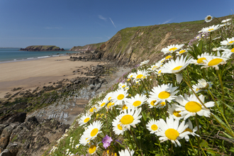 Oxeye daisies near beach, The Wildlife Trusts