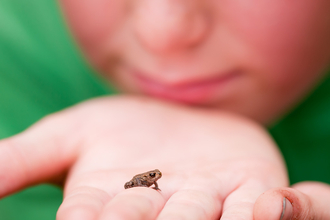 Child holding toadlet closeup on palm, The Wildlife Trusts