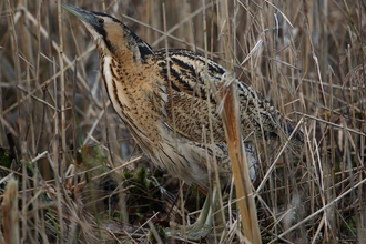 Bittern in reeds, The Wildlife Trusts