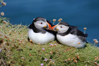 Pair of puffin mates The Wildlife Trusts