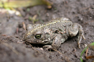 Natterjack toad, the Wildlife Trusts