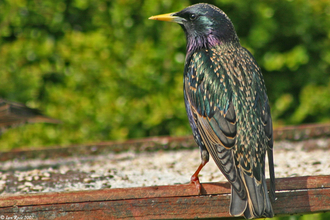 Starling perched at a feeder, The Wildlife Trusts