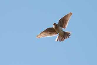 Skylark, The Wildlife Trusts