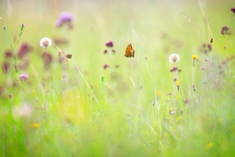 Meadow The Wildlife Trusts