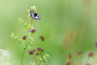 butterfly