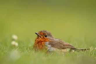 Robin sitting in the grass, The Wildlife Trusts