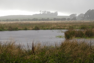 Bankhead Moss