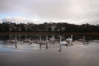 Alderfen Broad