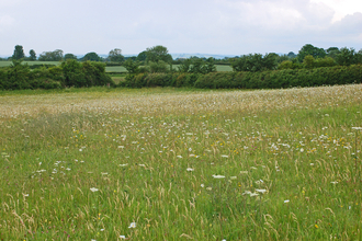Babcary Meadows