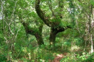Berry Wood