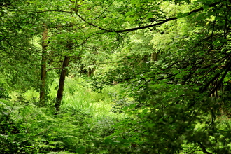 Carr Wood Local Wildlife Site