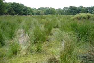 Coed Barcud