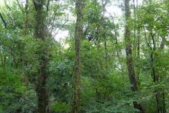 Coed Wern Ddu