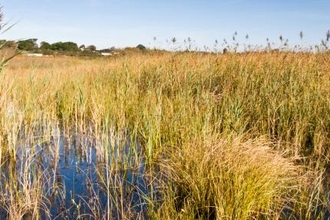 Cors Goch
