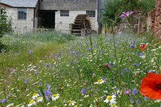 Devon Wildlife Trust’s wildlife garden at Cricklepit Mill