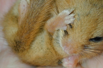 Dormouse in hand