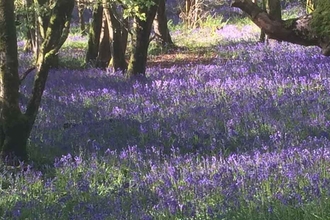 Castle Woods