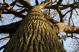 Oak tree