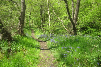 Edmondsley Wood
