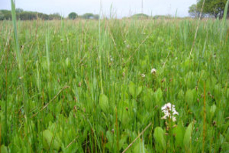 Ffrwd Farm Mire