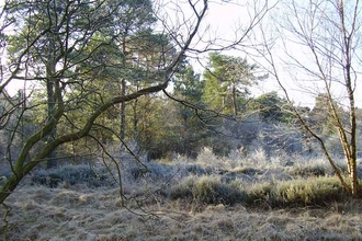 Forest Wood