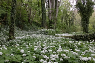 Hesleden Dene