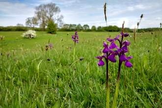 Merry's Meadows nature reserve, Leicestershire