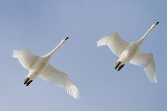 Whooper swans