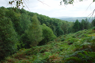 Milkwellburn Wood