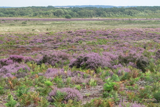 Roydon Common and Grimston Warren