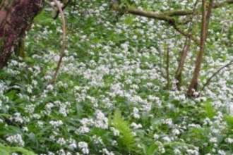 Coed y Bedw 