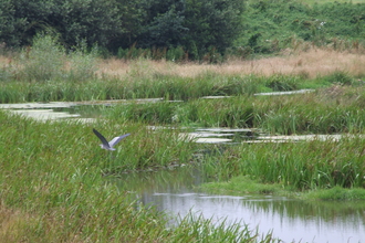 Portrack Marsh
