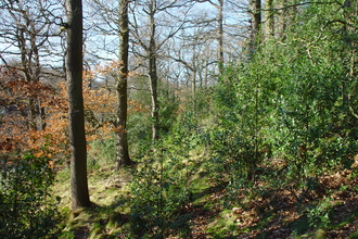 Rabbitbank Wood