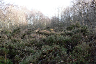 Ragpath Heath
