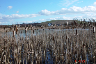 Rainton Meadows