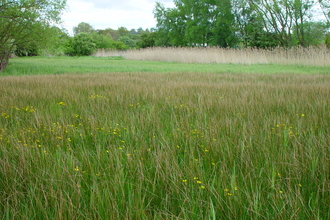 Redcar Field